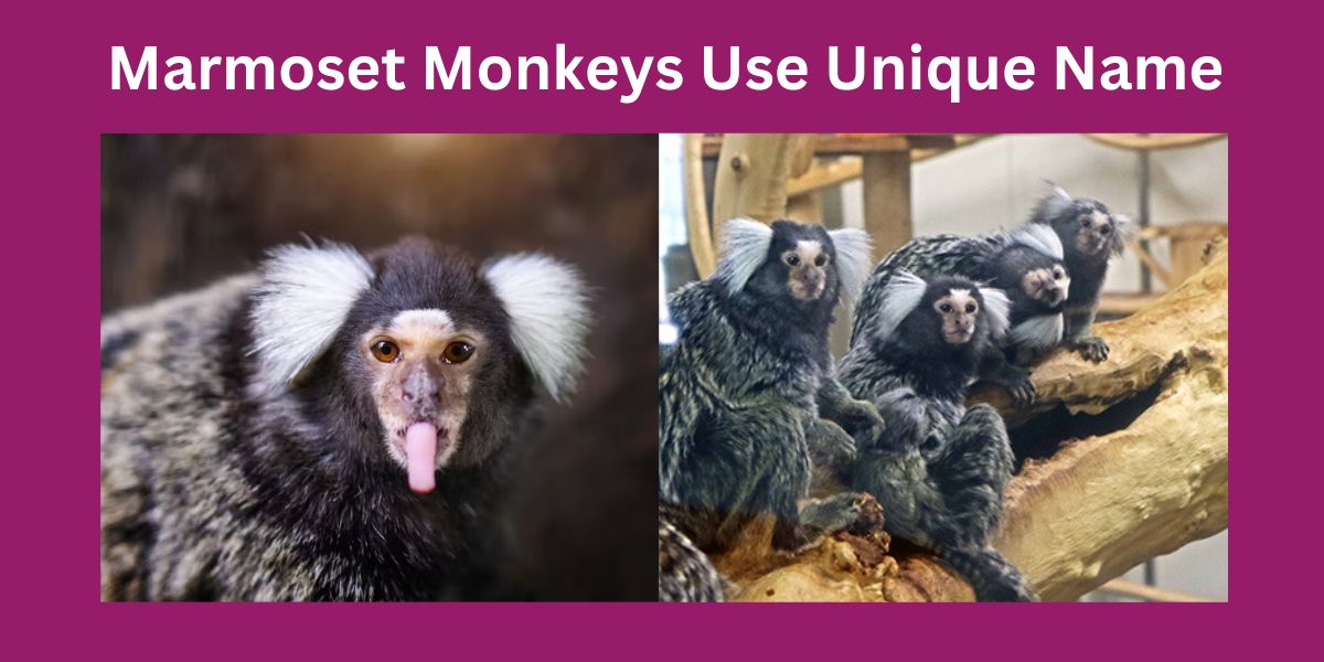 Marmoset Monkeys Use Unique Name