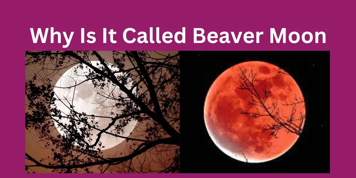 Why Is It Called Beaver Moon