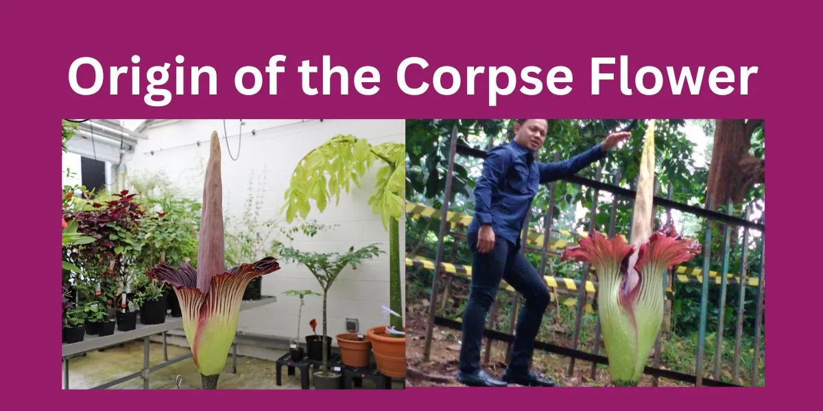 Origin of the Corpse Flower