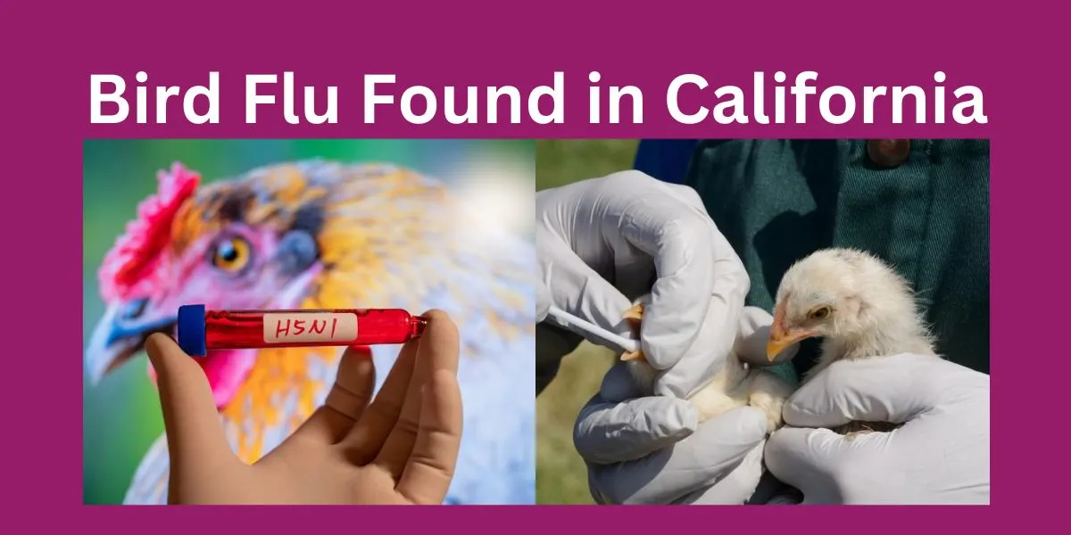 Bird Flu Found in California